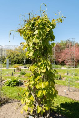 Saint Gallen, İsviçre, 27 Nisan 2024 Aristolochia Manshuriensis bitkisi botanik bahçesinde.