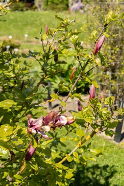 Saint Gallen, İsviçre, 27 Nisan 2024 Magnolia Lilliiflora nigra veya botanik bahçesindeki mulan manolya bitkisi
