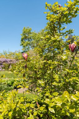 Saint Gallen, İsviçre, 27 Nisan 2024 Magnolia Lilliiflora nigra veya botanik bahçesindeki mulan manolya bitkisi