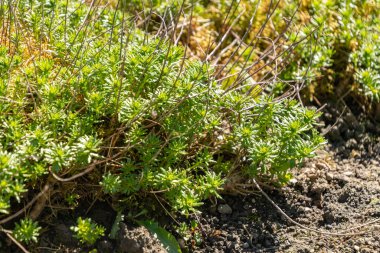 Saint Gallen, İsviçre, 27 Nisan 2024 Rhodiola Crassipes bitkisi botanik bahçesinde.