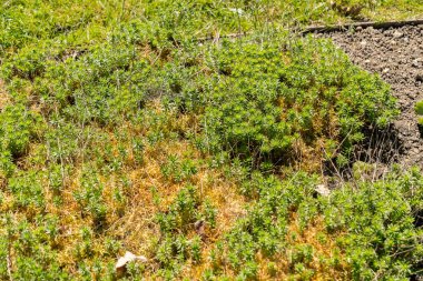 Saint Gallen, İsviçre, 27 Nisan 2024 Rhodiola Crassipes bitkisi botanik bahçesinde.