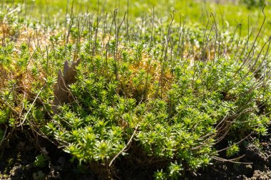 Saint Gallen, İsviçre, 27 Nisan 2024 Rhodiola Crassipes bitkisi botanik bahçesinde.