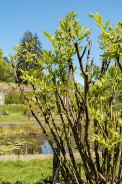 Saint Gallen, İsviçre, 27 Nisan 2024 Paeonia Lutea bitkisi botanik bahçesinde.