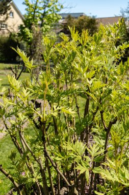 Saint Gallen, İsviçre, 27 Nisan 2024 Paeonia Lutea bitkisi botanik bahçesinde.