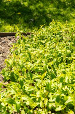 Saint Gallen, İsviçre, 27 Nisan 2024 Campanula Takesimana veya botanik bahçesindeki Kore çan çiçeği bitkisi