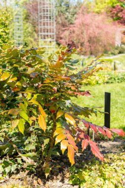 Saint Gallen, İsviçre, 27 Nisan 2024 Mahonia Bealei veya botanik bahçesindeki deri yapraklı mahonia bitkisi