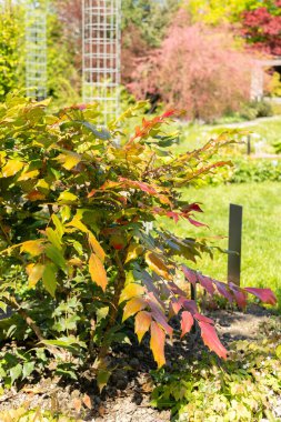 Saint Gallen, İsviçre, 27 Nisan 2024 Mahonia Bealei veya botanik bahçesindeki deri yapraklı mahonia bitkisi