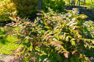 Saint Gallen, İsviçre, 27 Nisan 2024 Mahonia Bealei veya botanik bahçesindeki deri yapraklı mahonia bitkisi