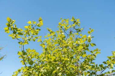 Saint Gallen, İsviçre, 27 Nisan 2024 Crataegus Intricata veya botanik bahçesindeki Kopenhag Hawthorn fabrikası