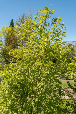 Saint Gallen, İsviçre, 27 Nisan 2024 Crataegus Intricata veya botanik bahçesindeki Kopenhag Hawthorn fabrikası