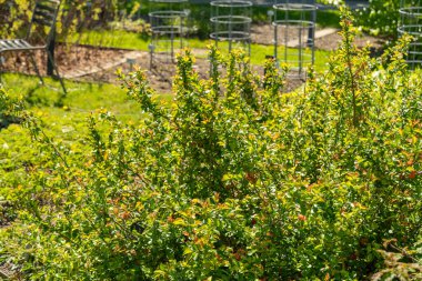 Saint Gallen, İsviçre, 27 Nisan 2024 Chaenomeles Speciosa veya botanik bahçesindeki ayva çiçeği bitkisi