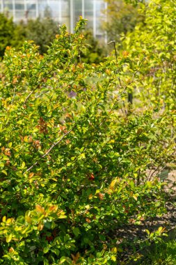 Saint Gallen, İsviçre, 27 Nisan 2024 Chaenomeles Speciosa veya botanik bahçesindeki ayva çiçeği bitkisi