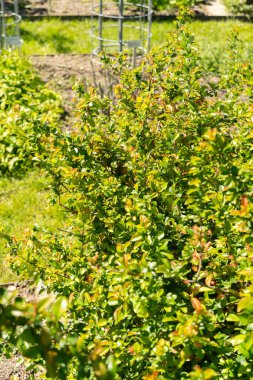 Saint Gallen, İsviçre, 27 Nisan 2024 Chaenomeles Speciosa veya botanik bahçesindeki ayva çiçeği bitkisi