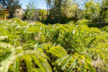 Saint Gallen, İsviçre, 27 Nisan 2024 Sanguisorba Dodecandra bitkisi botanik bahçesinde.