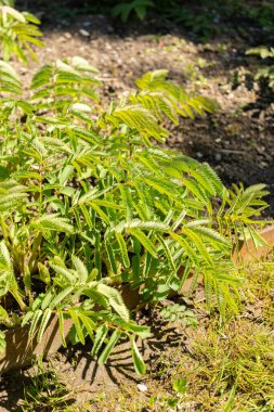 Saint Gallen, İsviçre, 27 Nisan 2024 Sanguisorba Dodecandra bitkisi botanik bahçesinde.