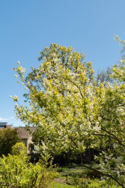 Saint Gallen, İsviçre, 27 Nisan 2024 Exochorda Giraldii veya botanik bahçesindeki sıradan inci bitkisi