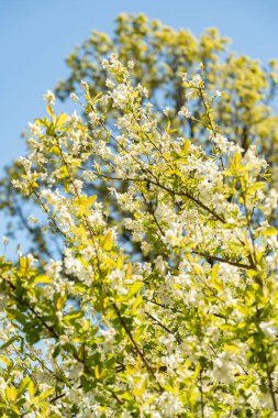 Saint Gallen, İsviçre, 27 Nisan 2024 Exochorda Giraldii veya botanik bahçesindeki sıradan inci bitkisi