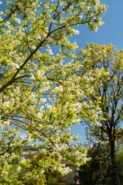 Saint Gallen, İsviçre, 27 Nisan 2024 Exochorda Giraldii veya botanik bahçesindeki sıradan inci bitkisi
