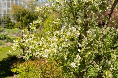 Saint Gallen, İsviçre, 27 Nisan 2024 Exochorda Giraldii veya botanik bahçesindeki sıradan inci bitkisi