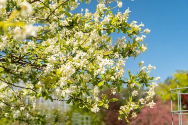 Saint Gallen, İsviçre, 27 Nisan 2024 Exochorda Giraldii veya botanik bahçesindeki sıradan inci bitkisi