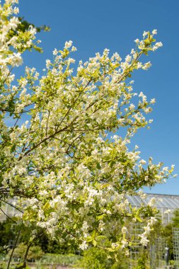 Saint Gallen, İsviçre, 27 Nisan 2024 Exochorda Giraldii veya botanik bahçesindeki sıradan inci bitkisi