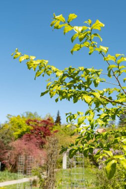 Saint Gallen, İsviçre, 27 Nisan 2024 Orixa Japonica veya botanik bahçesindeki Doğu Asya orixa fabrikası