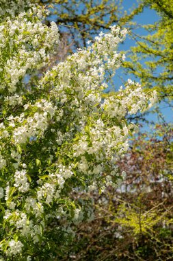 Saint Gallen, İsviçre, 27 Nisan 2024 Malus Baccata veya botanik bahçesindeki Sibirya yaban elması ağacı