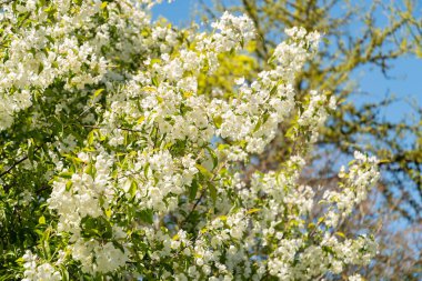 Saint Gallen, İsviçre, 27 Nisan 2024 Malus Baccata veya botanik bahçesindeki Sibirya yaban elması ağacı