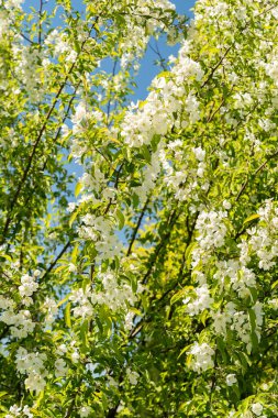 Saint Gallen, İsviçre, 27 Nisan 2024 Malus Baccata veya botanik bahçesindeki Sibirya yaban elması ağacı