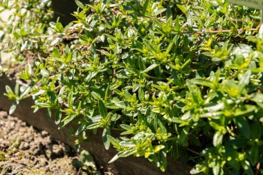 Saint Gallen, İsviçre, 27 Nisan 2024 Helianthemum Canum ya da botanik bahçesindeki ağarmış kaya gülleri.