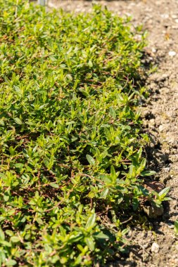 Saint Gallen, İsviçre, 27 Nisan 2024 Helianthemum Canum ya da botanik bahçesindeki ağarmış kaya gülleri.