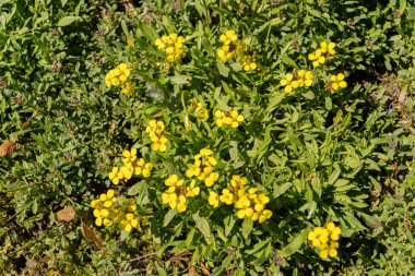 Saint Gallen, İsviçre, 27 Nisan 2024 Erysimum Pulchellum bitkisi botanik bahçesinde