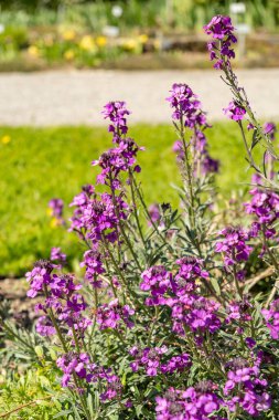 Saint Gallen, İsviçre, 27 Nisan 2024 Erysimum Bicolor veya Bowles leylak bitkisi botanik bahçesinde