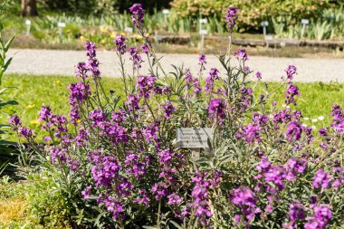 Saint Gallen, İsviçre, 27 Nisan 2024 Erysimum Bicolor veya Bowles leylak bitkisi botanik bahçesinde