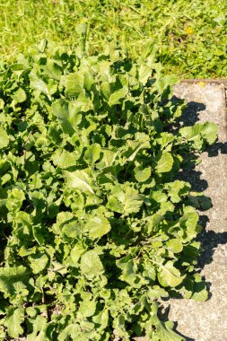 Saint Gallen, İsviçre, 27 Nisan 2024 Hirschfeldia Incana veya botanik bahçesindeki kısa ayak hardal fabrikası