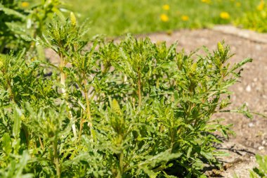 Saint Gallen, İsviçre, 27 Nisan 2024 Reseda Lutea veya botanik bahçesindeki yabani mignonette bitkisi