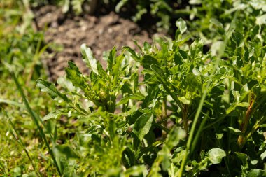 Saint Gallen, İsviçre, 27 Nisan 2024 Reseda Lutea veya botanik bahçesindeki yabani mignonette bitkisi