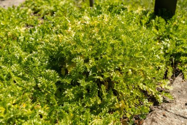 Saint Gallen, İsviçre, 27 Nisan 2024 Limnanthes Douglasii veya botanik bahçesinde haşlanmış yumurta fabrikası