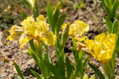 Saint Gallen, İsviçre, 27 Nisan 2024 Iris Barbata Stockholm bitkisi botanik bahçesinde.