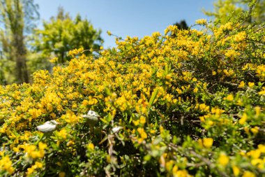 Saint Gallen, İsviçre, 27 Nisan 2024 Genista Pilosa veya botanik bahçesindeki kıllı yosun bitkisi