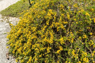 Saint Gallen, İsviçre, 27 Nisan 2024 Genista Pilosa veya botanik bahçesindeki kıllı yosun bitkisi