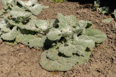 Saint Gallen, İsviçre, 27 Nisan 2024 Salvia Argentea veya botanik bahçesindeki gümüş adaçayı.