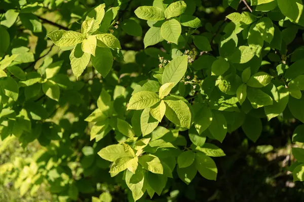 Saint Gallen, İsviçre, 27 Nisan 2024 Prunus Padus veya botanik bahçesindeki kuş kiraz bitkisi