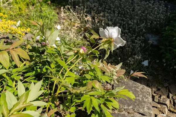 Saint Gallen, İsviçre, 27 Nisan 2024 Potentilla Fruticosa veya botanik bahçesindeki çalılık singuefoil fabrikası