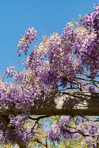 Saint Gallen, İsviçre, 27 Nisan 2024 Wisteria Sinensis veya botanik bahçesindeki Çin salkımı bitkisi