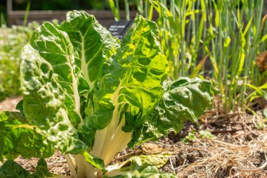 Zürih, İsviçre, 1 Mayıs 2024 Beta Vulgaris var Flavescens bitkisi botanik bahçesinde.