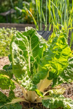 Zürih, İsviçre, 1 Mayıs 2024 Beta Vulgaris var Flavescens bitkisi botanik bahçesinde.