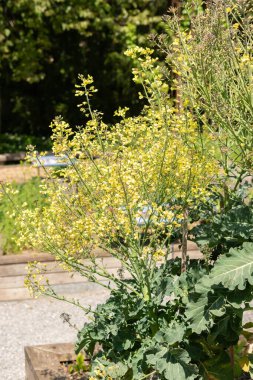 Zürih, İsviçre, 1 Mayıs 2024 Brassica Oleracea veya botanik bahçesindeki yabani lahana bitkisi