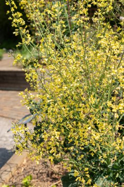 Zürih, İsviçre, 1 Mayıs 2024 Brassica Oleracea veya botanik bahçesindeki yabani lahana bitkisi