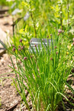 Zürih, İsviçre, 1 Mayıs 2024 Allium Schoenoprasum veya botanik bahçesindeki Chiver bitkisi